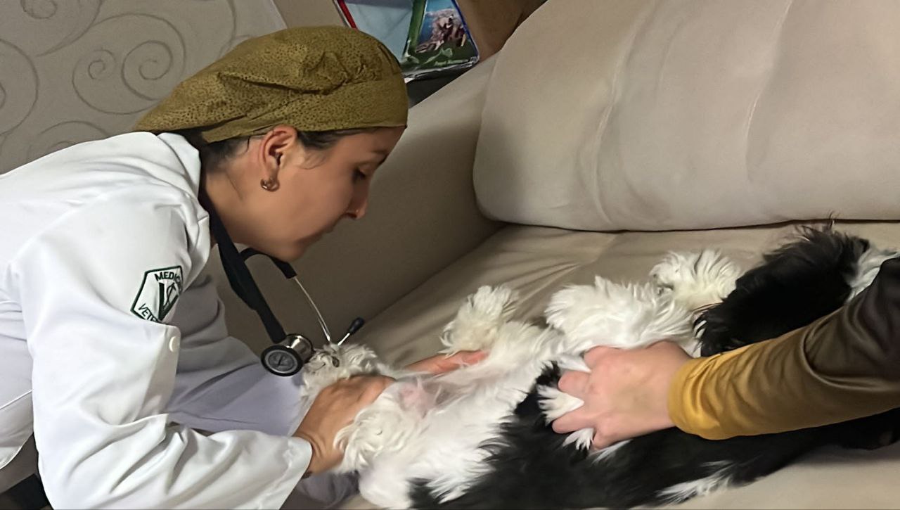 Dra. Cristina Rodrigues cuidando de um pet